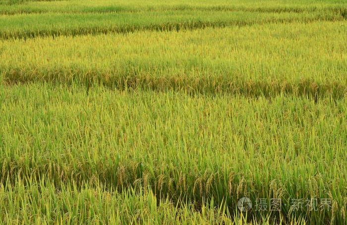 成熟的稻田水稻照片-正版商用图片1ksiis-摄图新视界