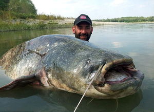 小伙钓到240斤重鲶鱼 形如水中怪兽